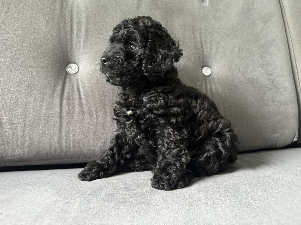 Suczka cockapoo f1b