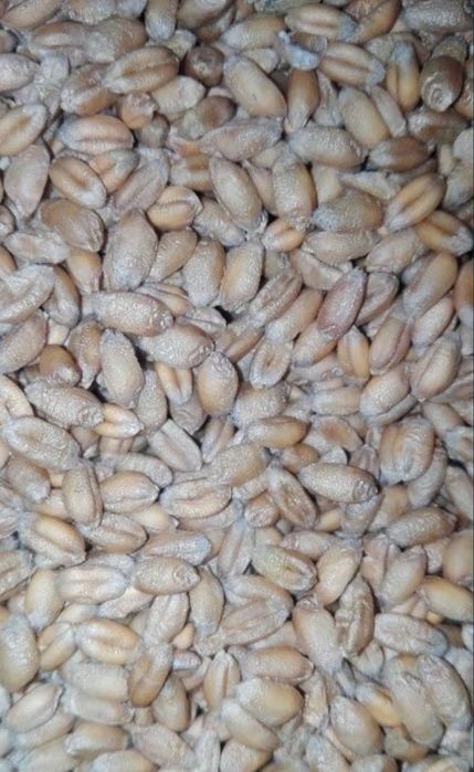 Pszenica, odmiana PATRAS, KILIRNANJARO