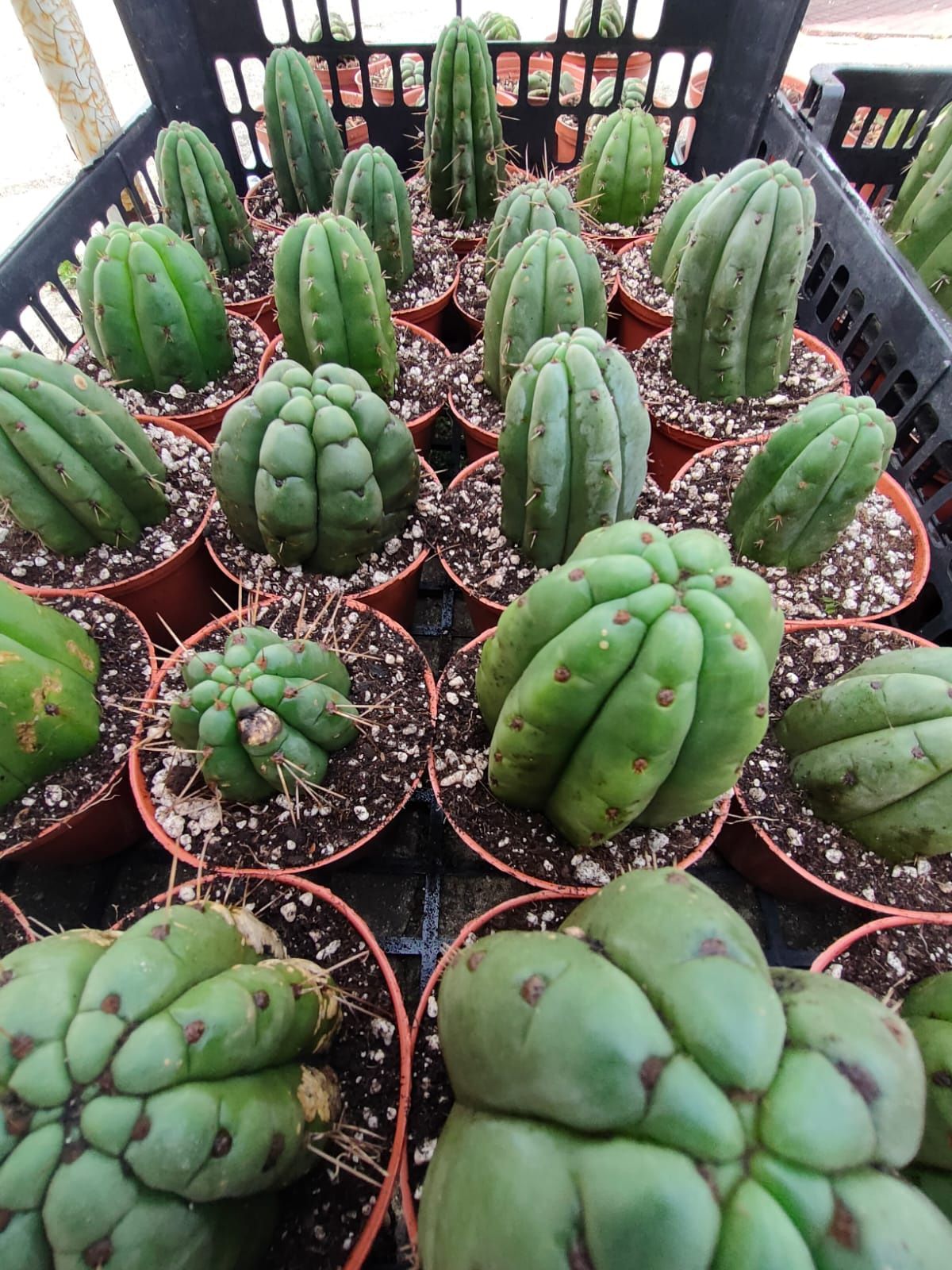 Trichocereus pachanoi crested