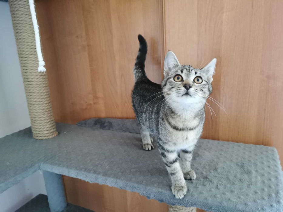 Bura koteczka do adopcji