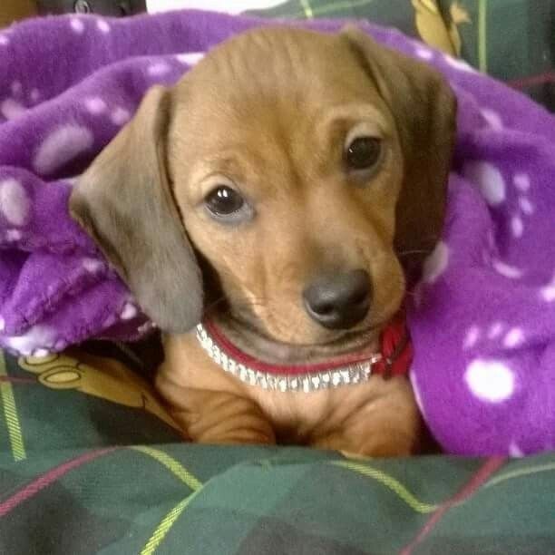 Рідкісна руденька красуня з яскравим темпераментом