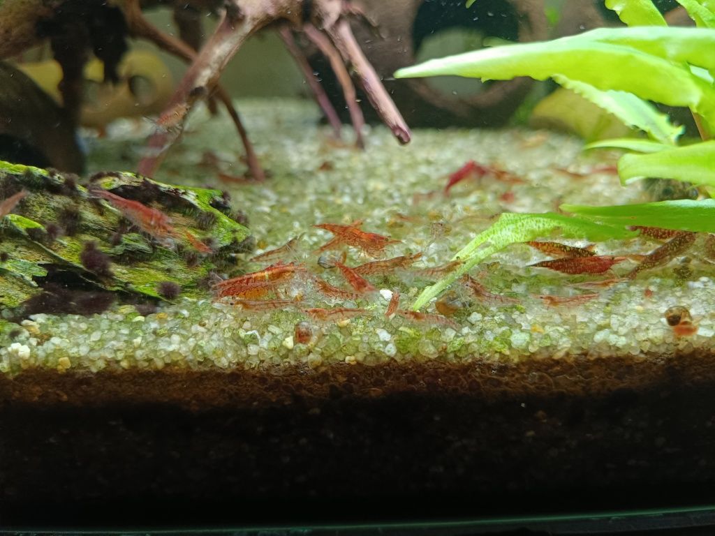 Krewetki neocaridina