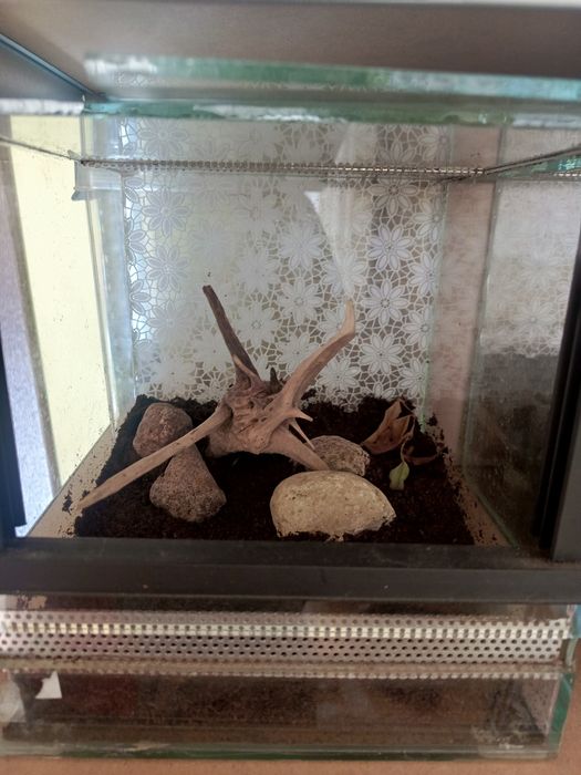 Terrarium sprzedam
