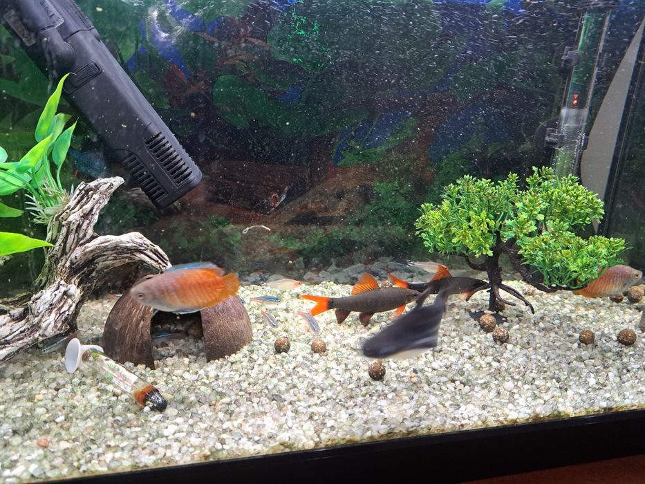 Vendo aquario de agua quente completo