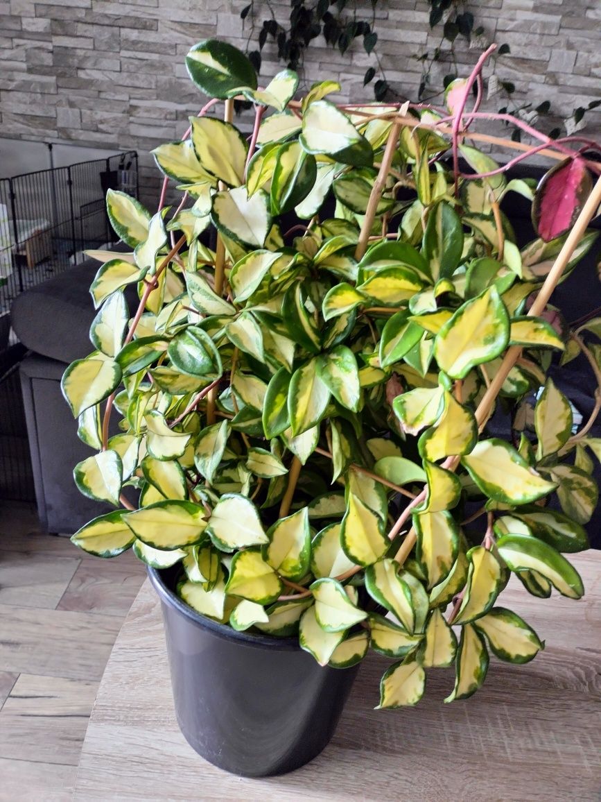 Hoya carnosa tricolor