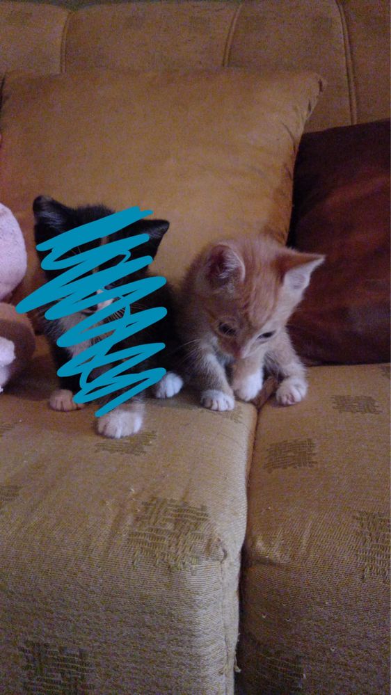 Gatinhos para adoção
