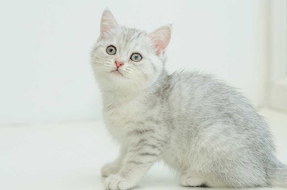 Шотландская кошечка голубая серебристая шиншилла