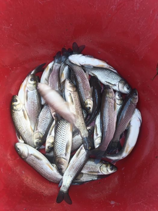 Kroczek amura 20-28 cm inne Karp Jesiotr Węgorz lin Tołpyga karaś koi