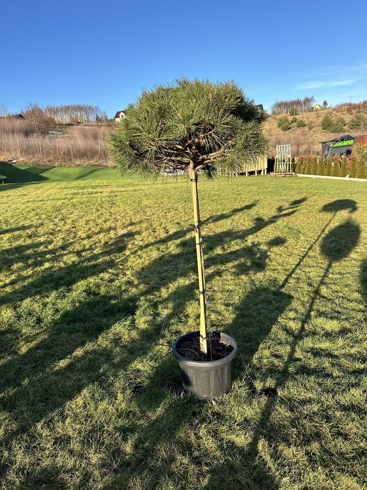 Sosna  na pniu , pinus nigra pierrick bregeon