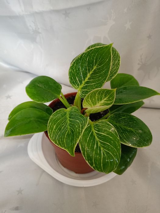 Філодендрон Біркін.