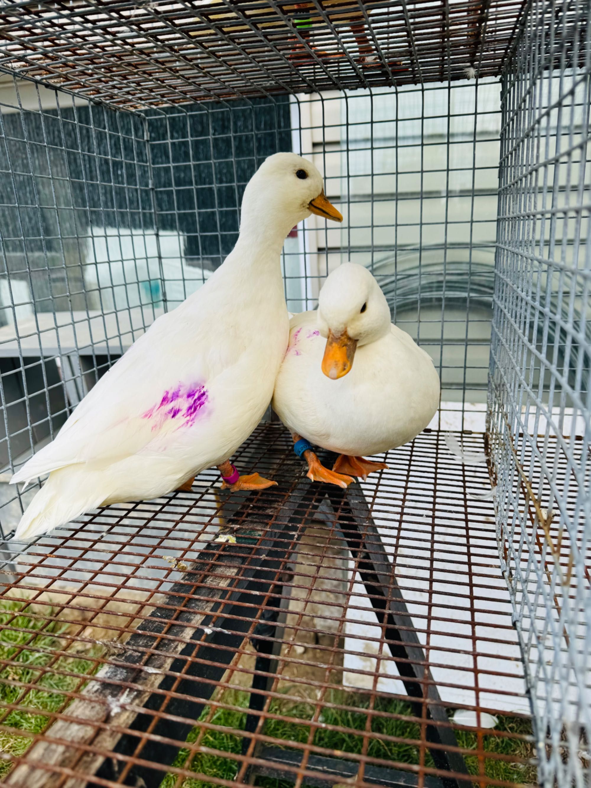Call duck śnieżno białe para