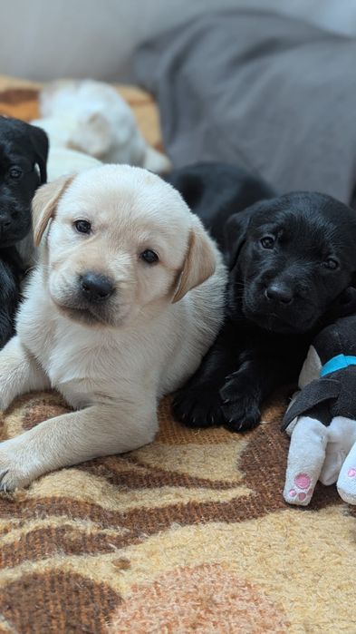 Labrador retriever czarny z rodowodem