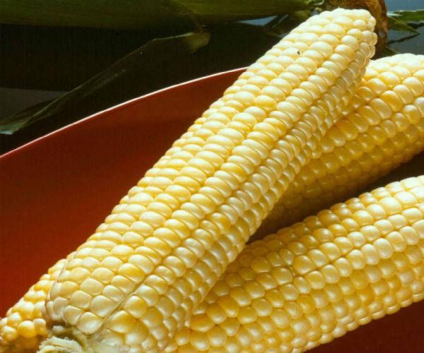 Продам сладкую кукурузу Добрыня