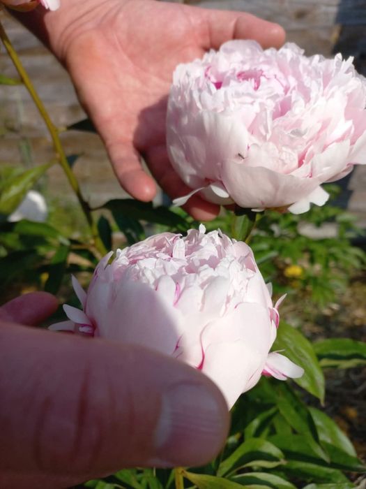 Пионы півонія Сара Бернард саженцы пионы піони саджанці сортові