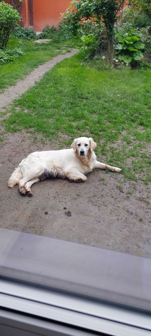 Golden retriever odbiór po 21 czerwca