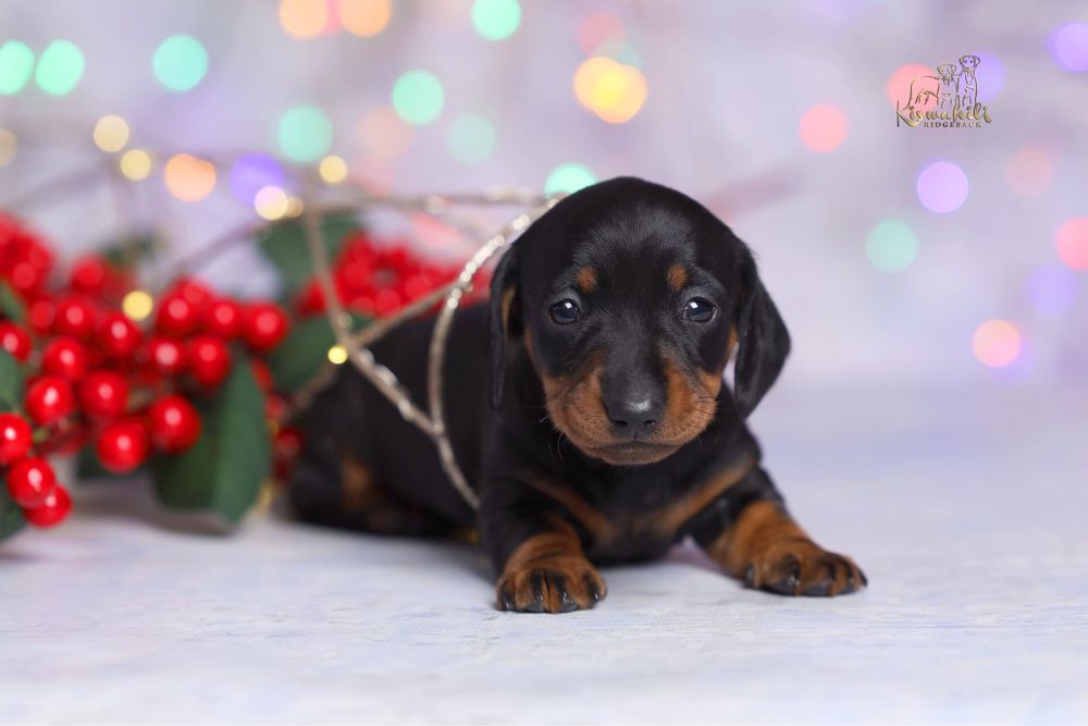 Такса мініатюрна гладкошерста