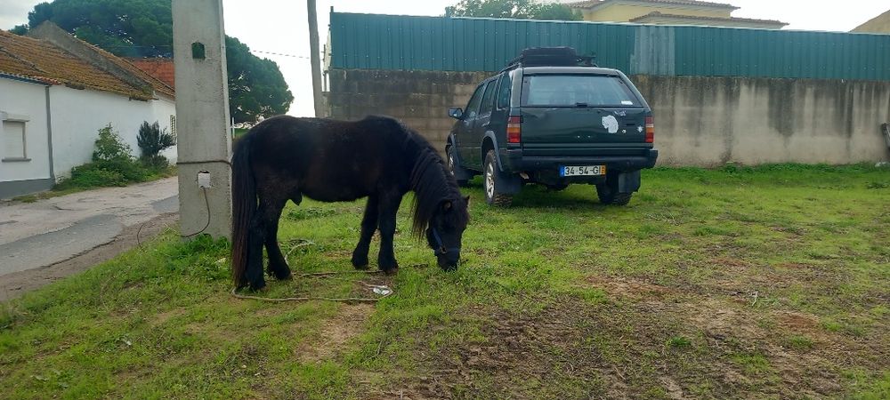 Ponei Preto bem engatado e bem montado  mansinho
