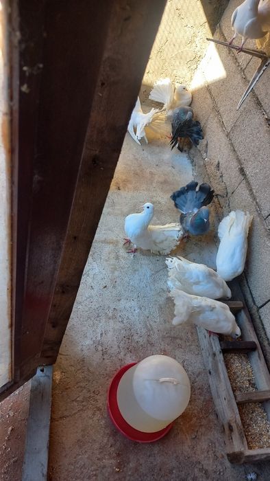 Pombos rabo de leque