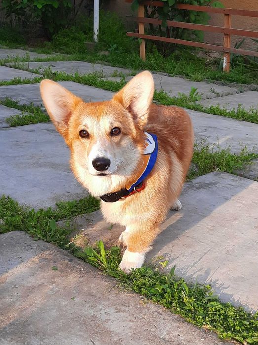 Вельш корги пемброк,девочка , 
натуральный  бобтейл.