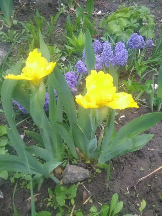 Мускари махровые , иридодиктум