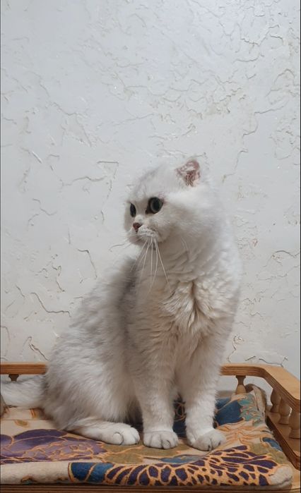 Серебристая шиншилла фолд