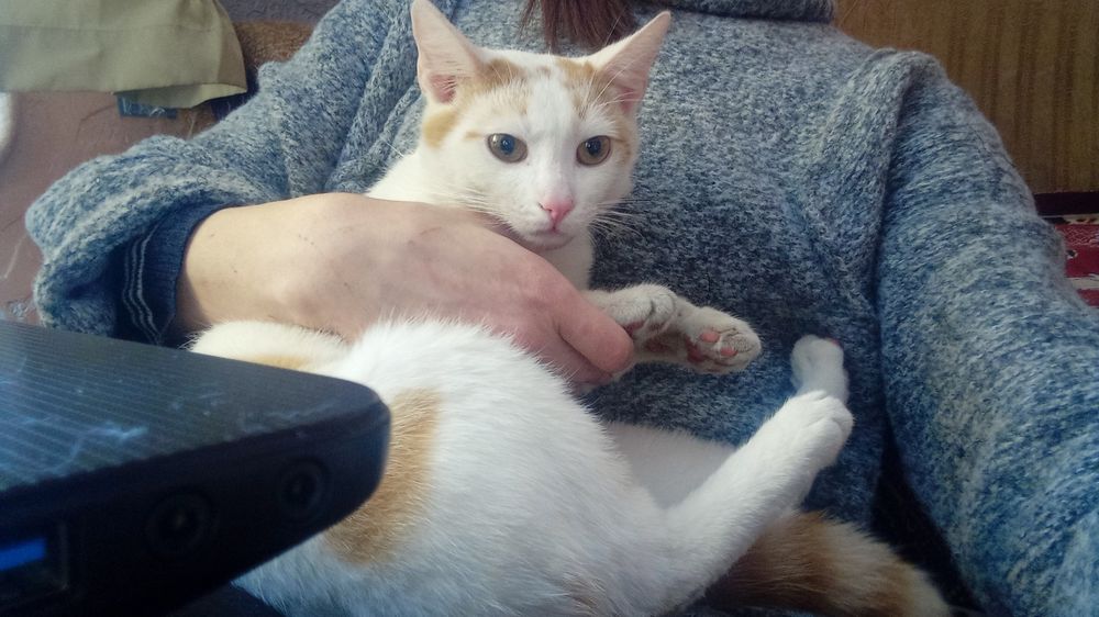 Хлопчик кастрований білосніжний