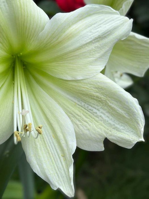 гиппеаструм, комнатная лилия, цветы, растения