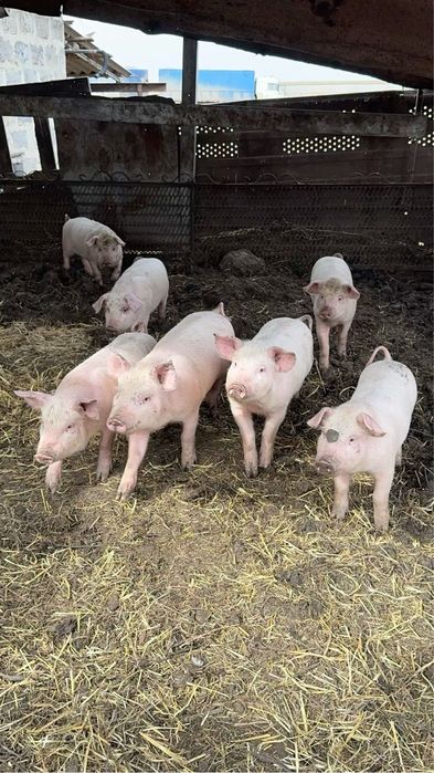Продам поросята мʼясного напрямку продуктивності