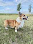 Zapowiedź miotu Welsh Corgi Pembroke