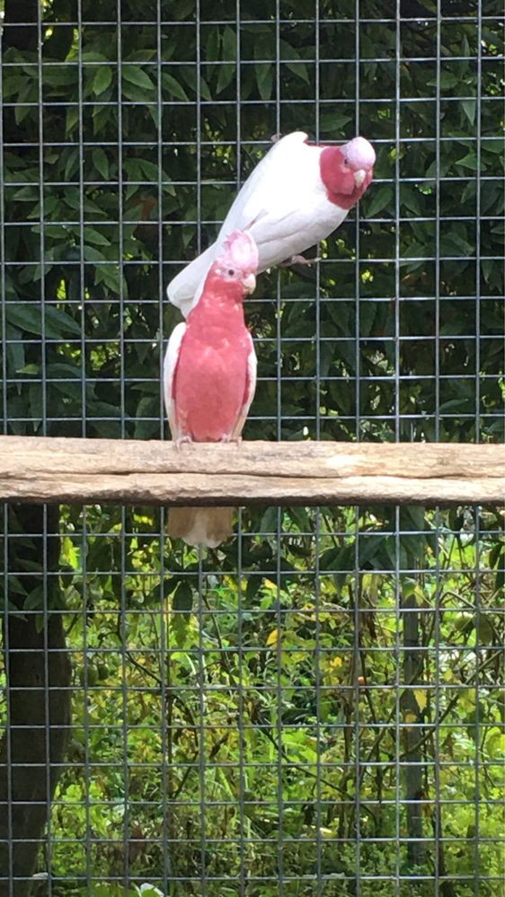 Cacatua Galah lutino macho