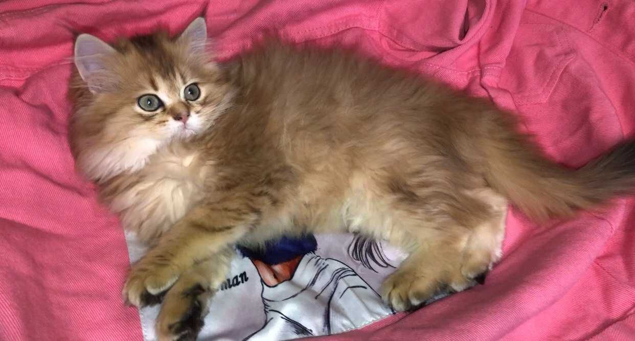 Котики шотландська дівчинка