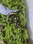 Sprzedam salamandry algira