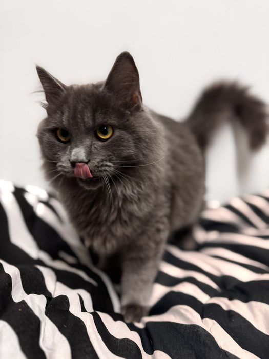 Грей серьезний хлопець шукає сім'ю