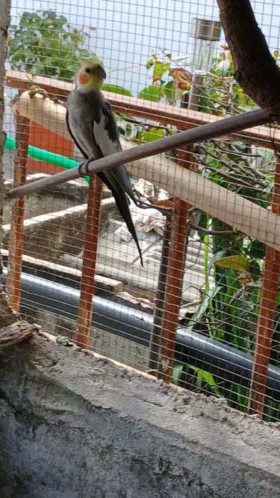 Caturras criadas em viveiro