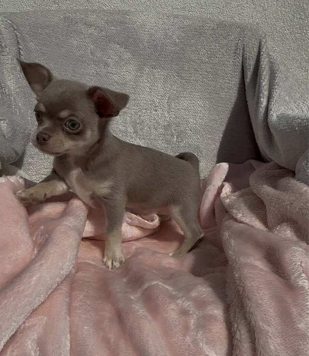Chihuahua piękny piesek lilac tan z białymi znaczeniami