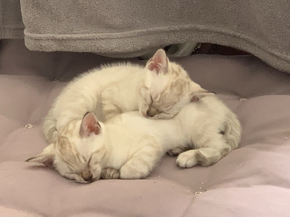 Gatinho Bengal snow linx registado