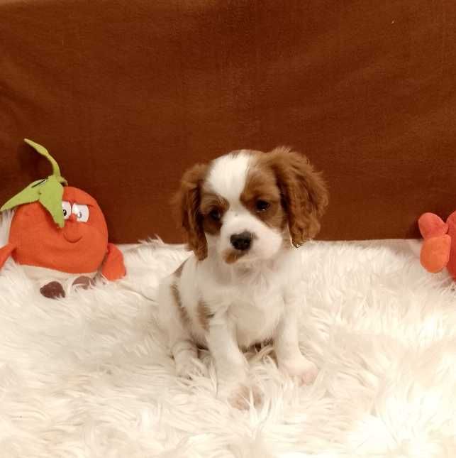 Cavalier King Charles Spaniel chłopiec