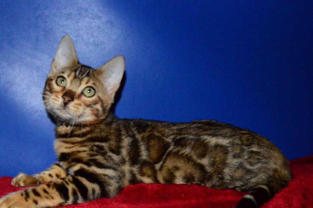 Отличный котенок. Мальчик. Документы. Распродажа.