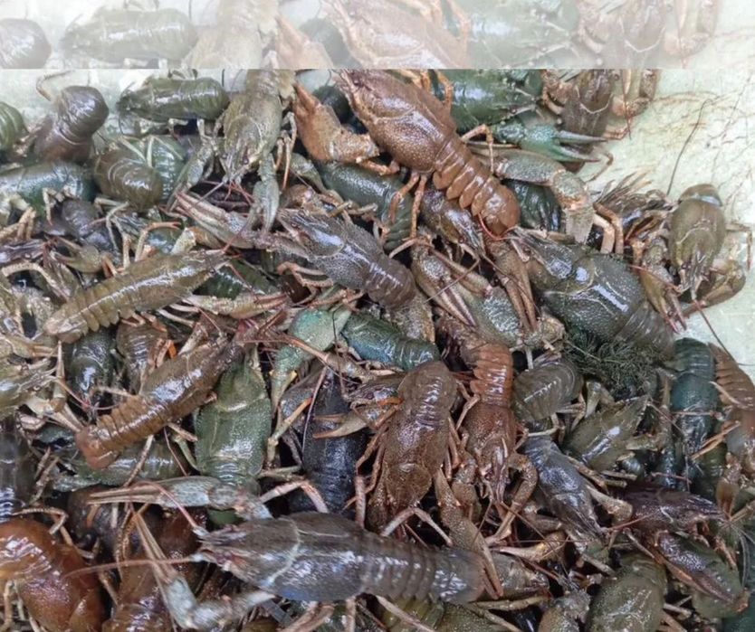Продам живі раки