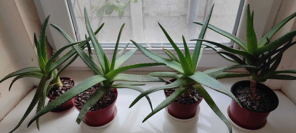 Продам алое Вера, 2-3 года разные размеры от 100 до 200