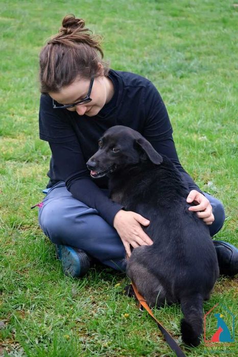 Wyjątkowo oddana, kocha ludzi, radosna - idealny przyjaciel - adoptuj