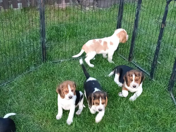 Śliczne szczenięta rasy Beagle
