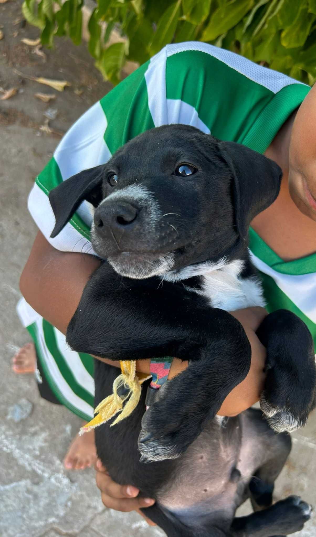 Patudo para adoção  consciente