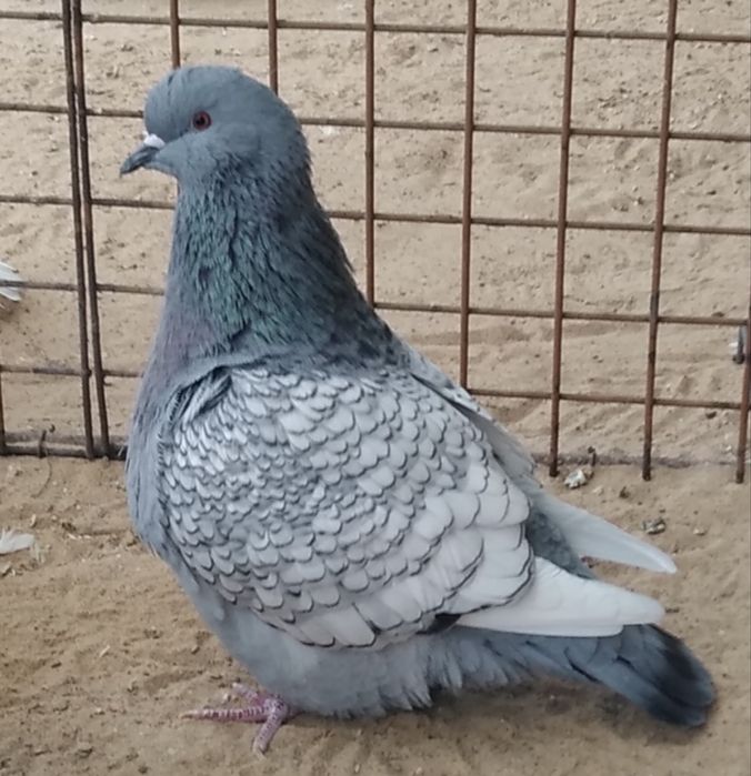 Gołebie ozdobne rysie