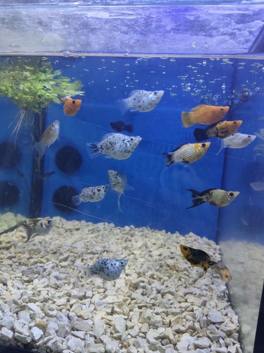 Mollys balão variadas