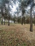 Супер участок! 15 соток в сосновом лесу Солоницевка или обмен на авто