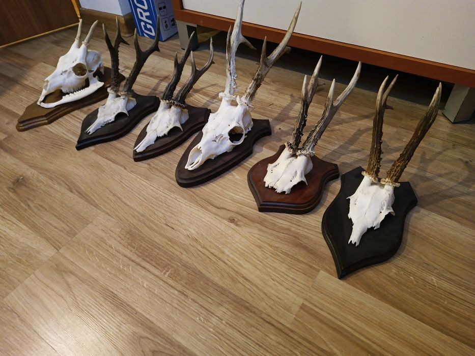 Poroża ( jeleń i rogacz)