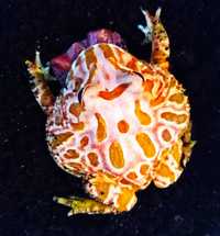 Żaba rogata różne kolory