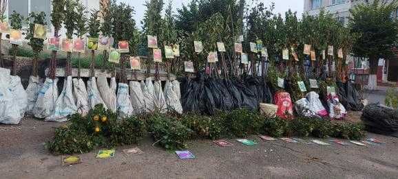 Саджанці, декоративні дерева