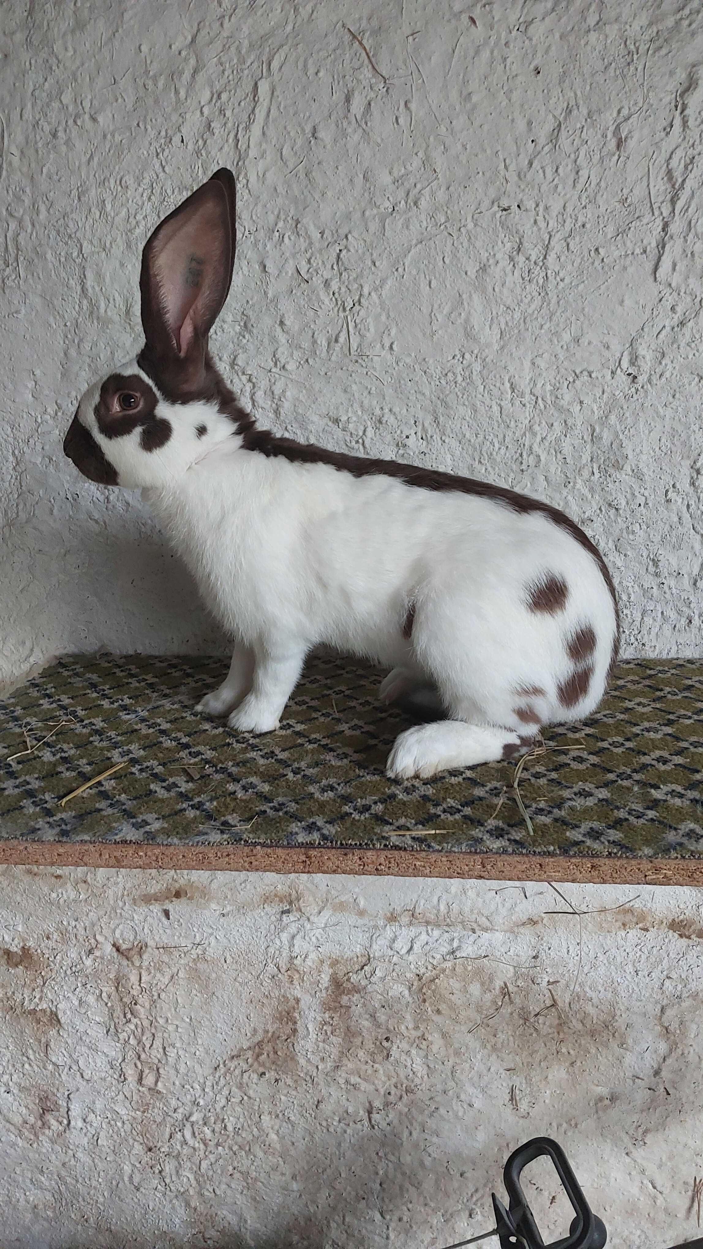 Olbrzym srokacz hawana